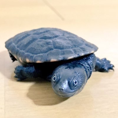 ドラム叩いてます。 ナガクビガメが大好きです。色々飼っております。 イエアメガエル飼い始めました。