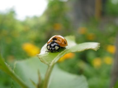 Lilyrhule's profile picture. 