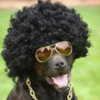 Media Tweets By Anjing Keren Afianodoank Twitter