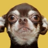 Animal Hub (@animal_hub) 's Twitter Profile Photo Animal Hub (@animal_hub) 's Twitter Profile Photo