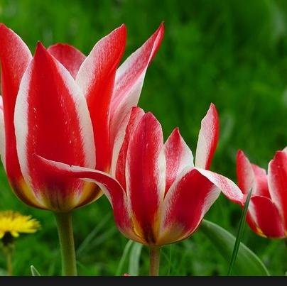 wayankardi's profile picture. 