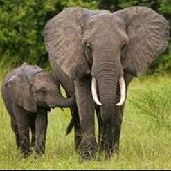 Elephants are beautiful, gentle, and intelligent creatures. Sadly,  they face extermination by ivory poachers. Please follow me.