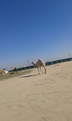 Csob1KrKB9bGdzH's profile picture. الأخبار العامة الأخبار أخبار العالم الصحفيون