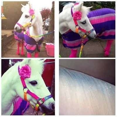 Causeway_horses's profile picture. Party and therapy ponies in Kent,UK xx