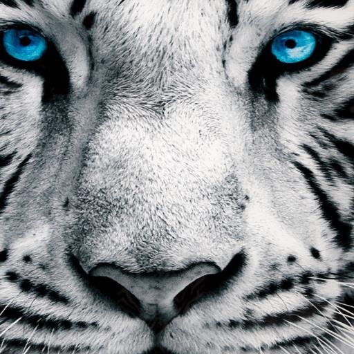 zillyus's profile picture. 