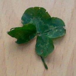~An emotional lover of Celtic~
~Hater of this useless government ~
