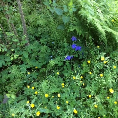 Go from annual to perennial agriculture :Landscape restoration with agroforestry for healthy soil . Tweets by .@MachaRoesink .@OngoingSeries