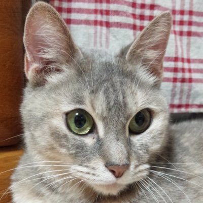 y_f_'s profile picture. 働いてるから負け。アイコンは友人の游さんのうちのシエさん。 イカ：SW-5518-5409-4201はーすすとーん（ほぼばとぐら）：わいえふ#1539