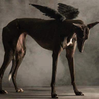 6coffeehounds's profile picture. 