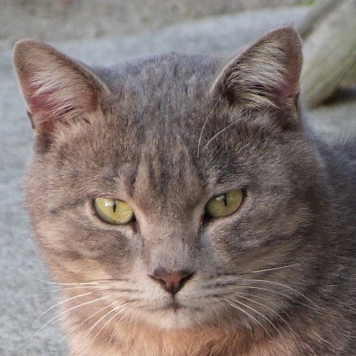 MasaakiSaitow's profile picture. Cat / Katze / ネコ
