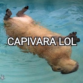 Capivara polar é vista hoje em Brasília! Frio meme