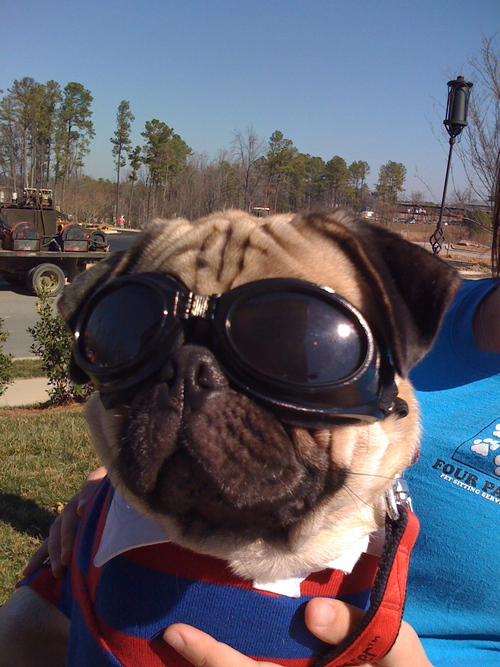 I'm a crazy Pug with a robotic tail, endless energy and a habit of running things over. People call me The Tank. My mom is @erinkortiz, my dad is @mobilemike01.