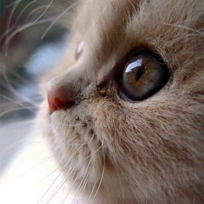 nybarbabe's profile picture. Bar Prep Dramas. I didn't want to bug my family so I decided to bug people that I don't know. Legit right?