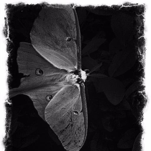 speakingmoth's profile picture. Photographer. Writer. Creator. Director.