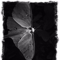 SpeakingMoth (@speakingmoth) 's Twitter Profile