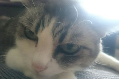 Vault3402's profile picture. 32歳くらいの野郎です  
画像は20年生きてくれた飼い猫
また一緒に遊びたい