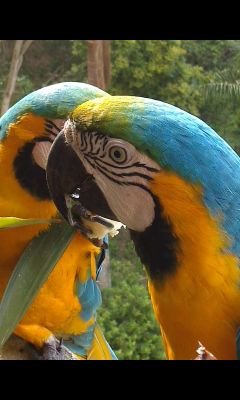 Pollitoazado10's profile picture. PADECER MISERIA NO SIGNIFICA SER MISERABLE . CREAR MISERIA SI