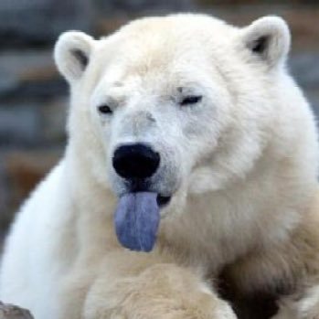 TomLawrence's profile picture. Purveyor of stuff you could probably do without. Someone that is always left out of the @ (loop!). Ford Pinto rear end collision survivor.