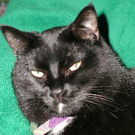 zebah's profile picture. 