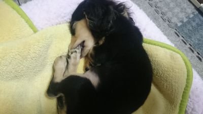 鈴野葉桜さんのプロフィール画像
