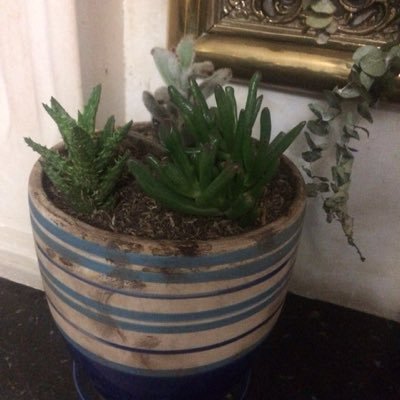 BibianaOrlando's profile picture. 