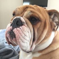 Porkchop (@32porkchop) 's Twitter Profile