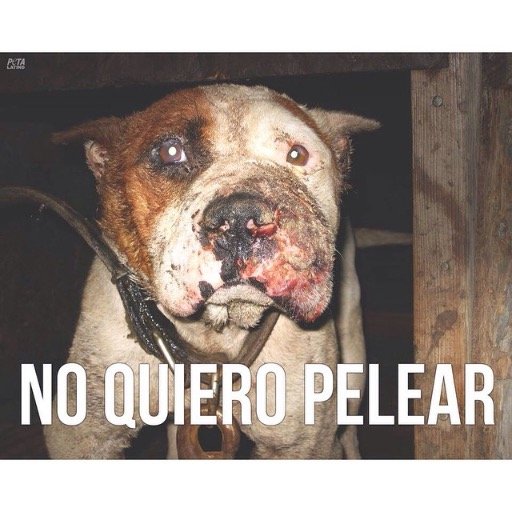 Este twitter es contra el maltrato animal en el Estado de Veracruz , tratamos de promoveer que no haya mas perros en las calles para que la mayoria tenga hogar