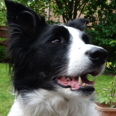 I'm 8 years old, I'm learning about life outside the rescue kennel, noises and people frighten me, I get myself in a spin. Took over home & a/c of Tom Collie