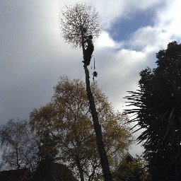 DMP Services is a local, friendly and professional Tree Surgery company. Offering all aspects of tree work, hedge trimming, garden clearances and fencing.