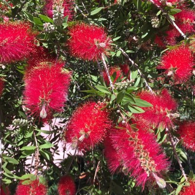 MalenasriElena's profile picture. 