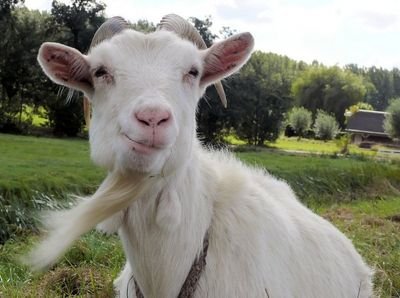 🐐🐐🐐🐐🐐🐐🐐🐐🐐🐐🐐🐐🐐🐐🐐
Old Git, socialist, born again Atheist.
🐐🐐🐐🐐🐐🐐🐐🐐🐐🐐🐐🐐🐐🐐🐐
Oh, and Saracens ❤️🖤.