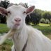 boonie_the_halfgoat 🐐 (@bboonie) Twitter profile photo boonie_the_halfgoat 🐐 (@bboonie) Twitter profile photo