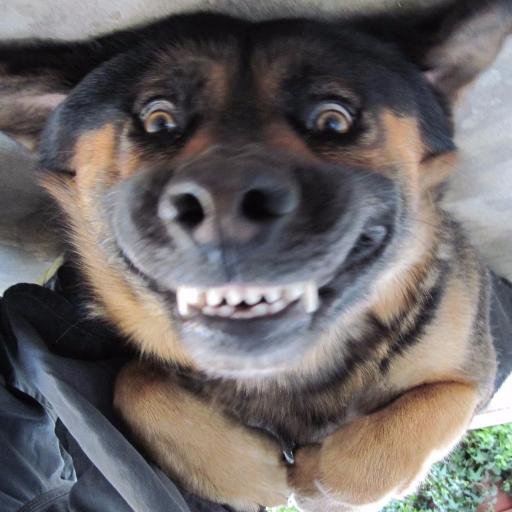 Mad Dog Mad Dog Mad Dog Mad Dog