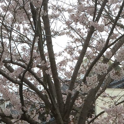 織花さんのプロフィール画像