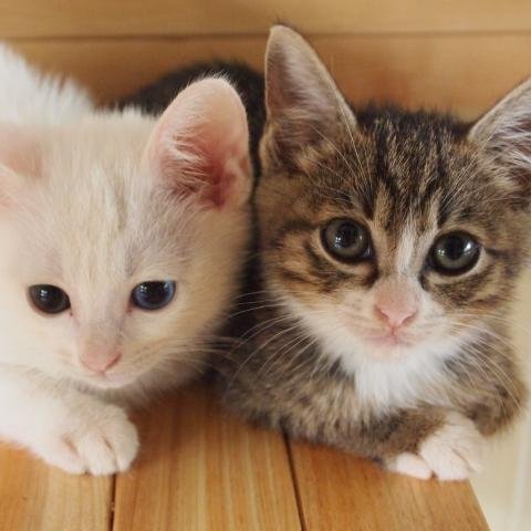 かわいいペット速報 動物 まるでドラゴン ブラジルで 体長10メートル 体重400キロもあるアナコンダ が捕獲される 動画あり T Co 8ndcaw0xlz かわいいペット速報 動物 まるでドラゴン ブラジルで 体長10メートル 体重400キロもあるアナコンダ が捕獲される 動画あり T Co 8ndcaw0xlz