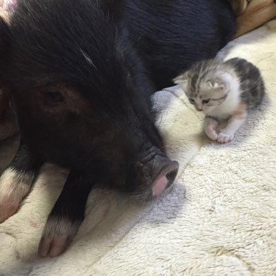 ミニブタのぶーちゃん🐷猫のぷりん🐈ハリネズミのまりも🦔チンチラのトトロ🐭フクロモモンガのマカロン 🍬 虹の橋を渡った子🐈マロン ウパ しらす　無言フォロー失礼します！