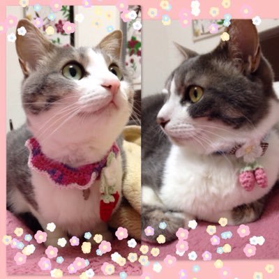 yoshiringochan's profile picture. 猫(ソラちゃん&シド君H25.4.15生)と息子1号息子2号と楽しい日々( ´ ꒳ ` )ノ本好きの下剋上に永遠にハマっている。スプラトゥーン3、養豚場mix、薬の魔物の解雇理由、手芸、ピアノ、カブトムシ、クワガタ飼ってます