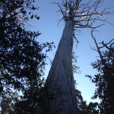 Local resident against logging Toolangi State Forest for Reflex paper, & wildlife habitat on shelves of Officeworks, Australia Post, Coles, Woolworths, IGA.