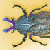 Neon Beetles (@neonbeetles) Twitter profile photo
