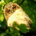 Hambleden Birder (@HambledenBirder) Twitter profile photo