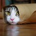 Cat of The Day (@catotday) Twitter profile photo Cat of The Day (@catotday) Twitter profile photo