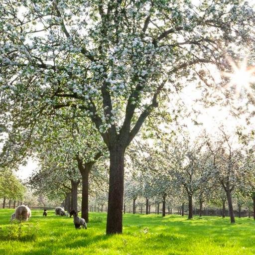 Somerset's finest cider brandy distillery, also the home of Burrow Hill cider and Glastonbury's famous cider bus.