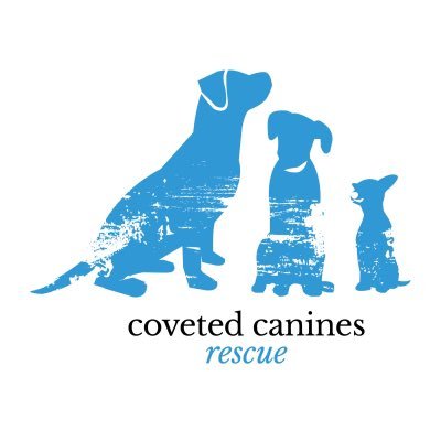 Toronto-based non-profit dog rescue. email adopt@covetedcanines.org for adoption and foster@covetedcanines.org to foster with us!