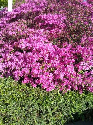 rosestar1301's profile picture. ᆞ