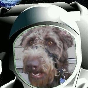 My name is Indy. I'm a chocolate labradoodle and am the second dog to enter space. I live in Burlington, Ontario with my human, Karen. 🇨🇦🍁🇨🇦🍁