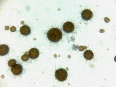 18 diverse labs from The University of Georgia, the USDA, and Clemson University dedicated to the interdisciplinary study of yeasts and filamentous fungi.