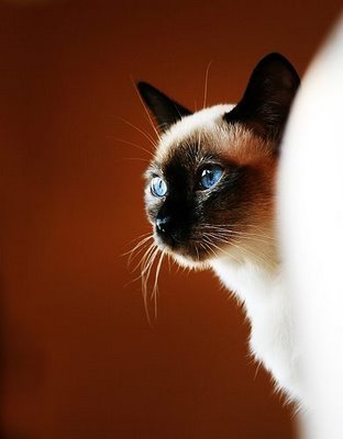 I am a Siamese Cat.  I tear shit up.