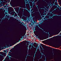 Poirazi Lab (@dendritesgr) 's Twitter Profile Photo Poirazi Lab (@dendritesgr) 's Twitter Profile Photo