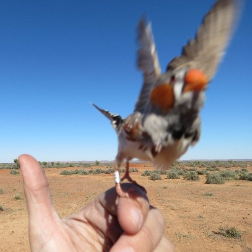 LLHurleybird's profile picture. Dr. Laura L. Hurley. Former avian reproductive eco-physiologist, still #birdbander, always a #BirdNerd. #MissingScience