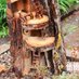 Fairy Gardens of PEI (@fairygardenspei) Twitter profile photo